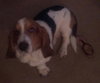 Chuck the Basset Hound