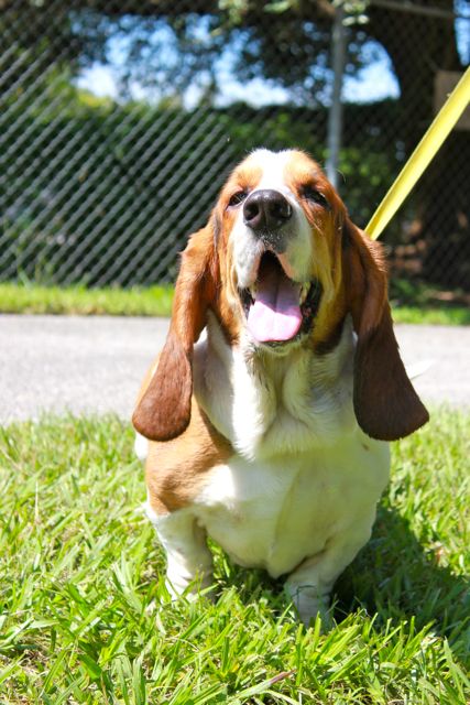 Chuck the Basset Hound