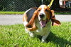 Chuck the Basset Hound