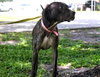 Harley Quinn the Trained Terrier