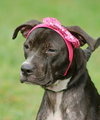 Harley Quinn the Trained Terrier