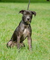 Harley Quinn the Trained Terrier