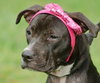 Harley Quinn the Trained Terrier