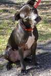 Harley Quinn the Trained Terrier