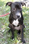 Harley Quinn the Trained Terrier