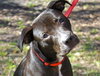 Harley Quinn the Trained Terrier