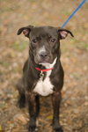Harley Quinn the Trained Terrier