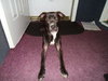 Harley Quinn the Trained Terrier