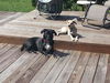 Annabelle the Little Lab