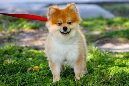 Pindar the Pomeranian