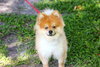 Pindar the Pomeranian