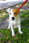Olena the Sweet Hound Puppy