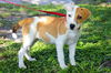 Olena the Sweet Hound Puppy