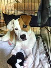 Olena the Sweet Hound Puppy