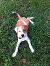 Olena the Sweet Hound Puppy