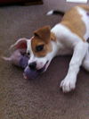 Olena the Sweet Hound Puppy