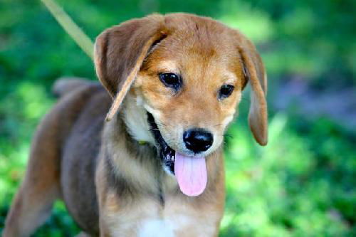Fern the Lab/Beagle Puppy