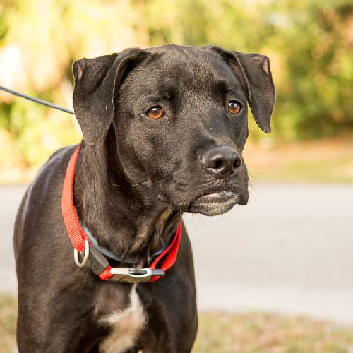 Carob (Tobey) the Caring Lab