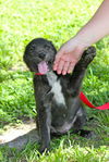 Adzuki the Lab/Aussie Puppy