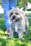 Houdini the Cairn Terrier Blend
