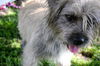 Houdini the Cairn Terrier Blend