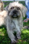 Houdini the Cairn Terrier Blend
