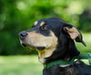 Rock the Shepherd Mix