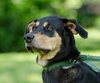 Rock the Shepherd Mix