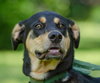 Rock the Shepherd Mix