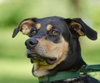 Rock the Shepherd Mix
