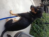 Rock the Shepherd Mix