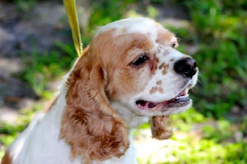 Leo the Cocker Spaniel