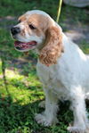 Leo the Cocker Spaniel