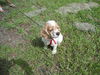 Leo the Cocker Spaniel
