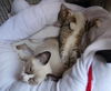 Maggie the Child Loving Kitten