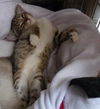 Maggie the Child Loving Kitten