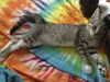 Maggie the Child Loving Kitten