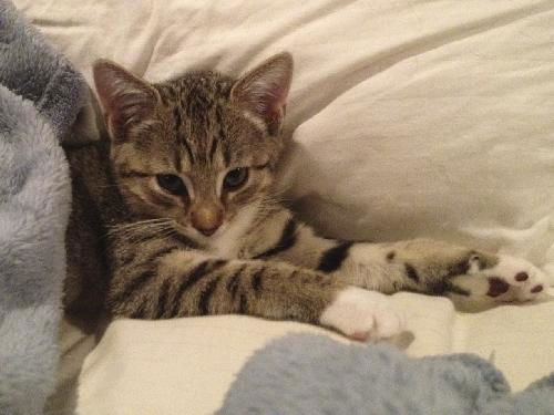 Maggie the Child Loving Kitten