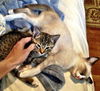 Maggie the Child Loving Kitten