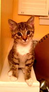 Maggie the Child Loving Kitten