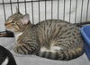 Maggie the Child Loving Kitten
