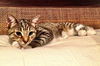 Maggie the Child Loving Kitten