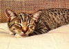 Maggie the Child Loving Kitten
