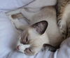 Chester the Siamese  Kitten