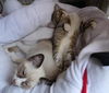 Chester the Siamese  Kitten