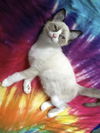 Chester the Siamese  Kitten