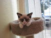 Chester the Siamese  Kitten