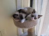 Chester the Siamese  Kitten
