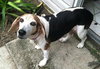 Roxy the Loving Beagle