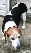 Roxy the Loving Beagle